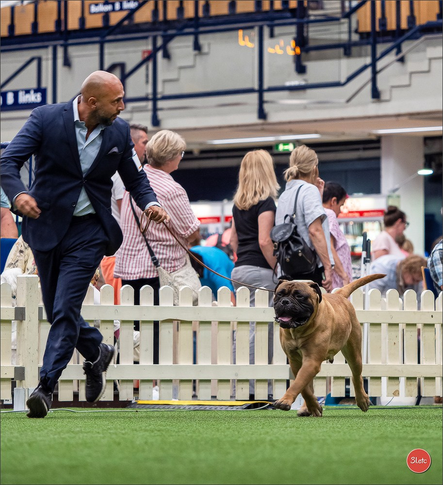 Dog Show Ludwigshafen  🇩🇪  16-17/08/2025. Photographe à Strasbourg | Portraits, Studio, Enfants, Événements