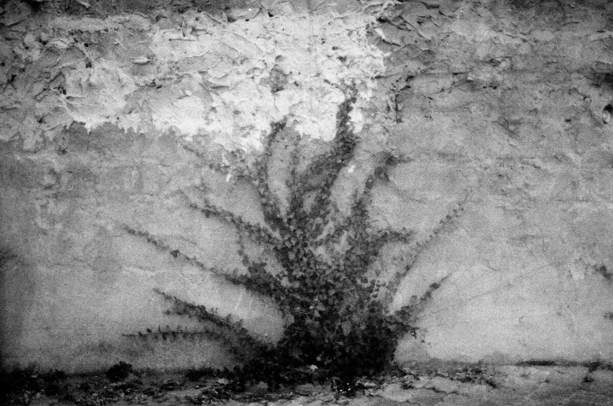 Garden of stones. Natalia Parfenova visual artist film photographer