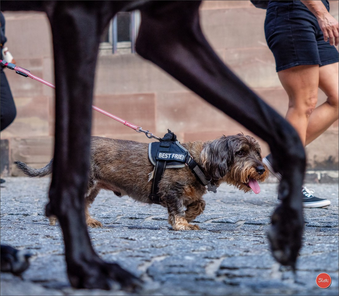 Photographie animalière. Photographe à Strasbourg | Portraits, Studio, Enfants, Événements