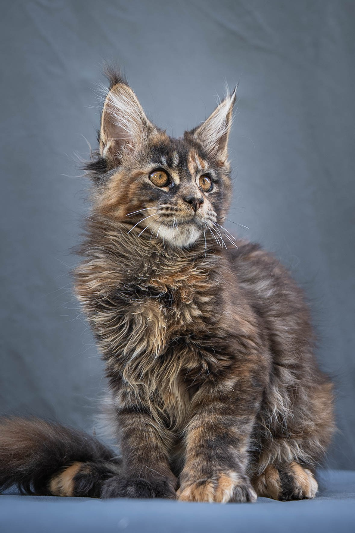 Senator Yara. Senator Cat — Maine Coon cattery