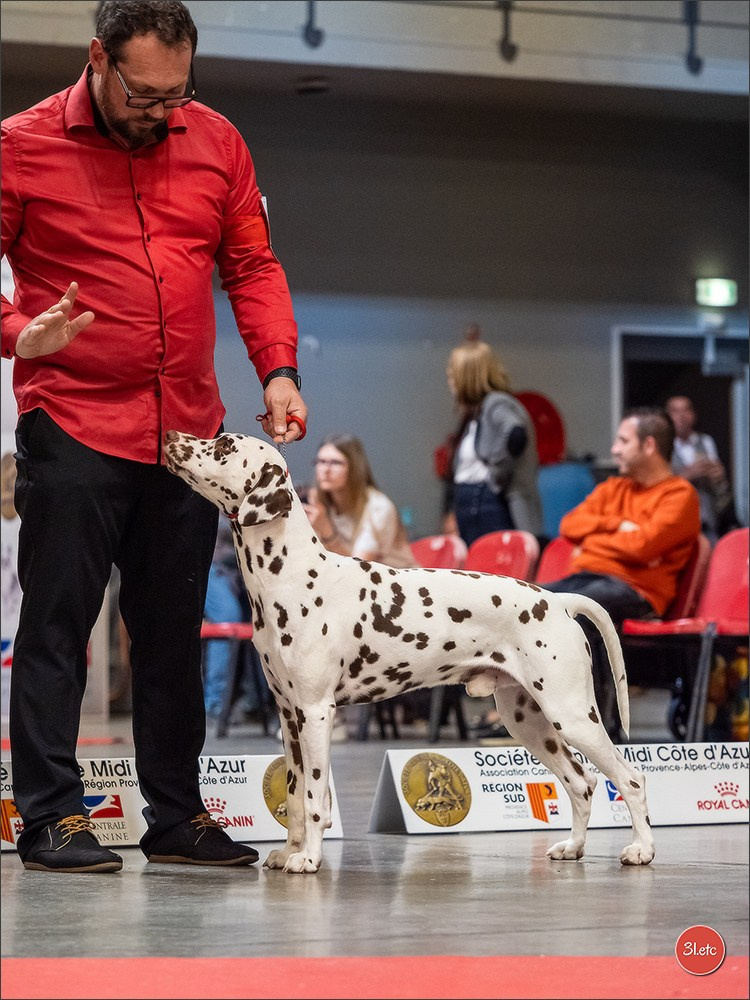Expo canine 🇫🇷 Martigues  19-20/04/2025. Photographe à Strasbourg | Portraits, Studio, Enfants, Événements