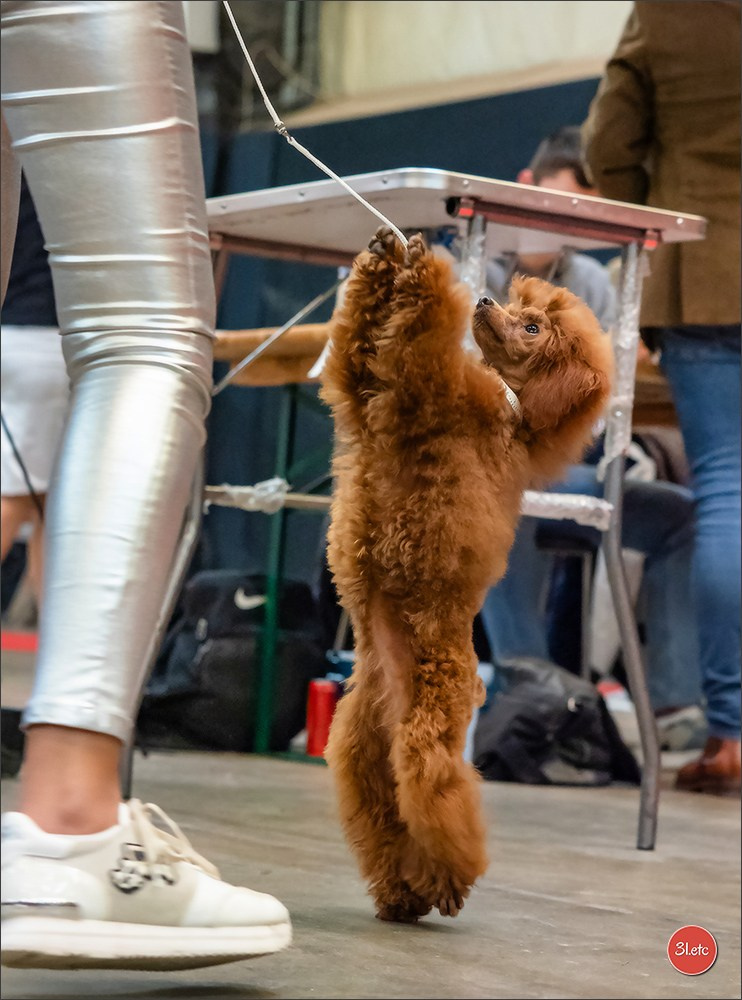 Exposition Canine à Rouen 7-8/12/2024. Photographe à Strasbourg | Portraits, Studio, Enfants, Événements