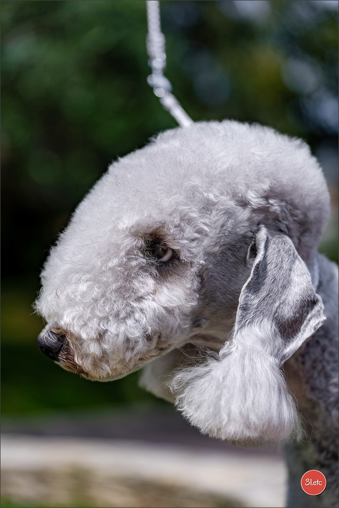 Expo canine 🇲🇨 Monaco 9-10/05/2026. Photographe à Strasbourg | Les animaux, Portraits, Studio, Événements