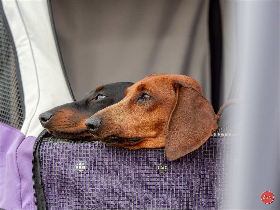 Expo canine (Teckel) Strasbourg Hoerdt  🇫🇷  5-6/07/2025. Photographe à Strasbourg | Portraits, Studio, Enfants, Événements