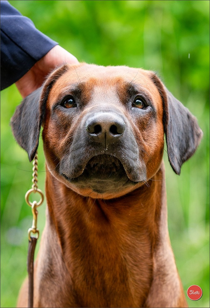 R.E. Rhodesian Ridgeback - Belleau (54) Expo canine Nancy  🇫🇷  24/05/2025. Photographe à Strasbourg | Portraits, Studio, Enfants, Événements