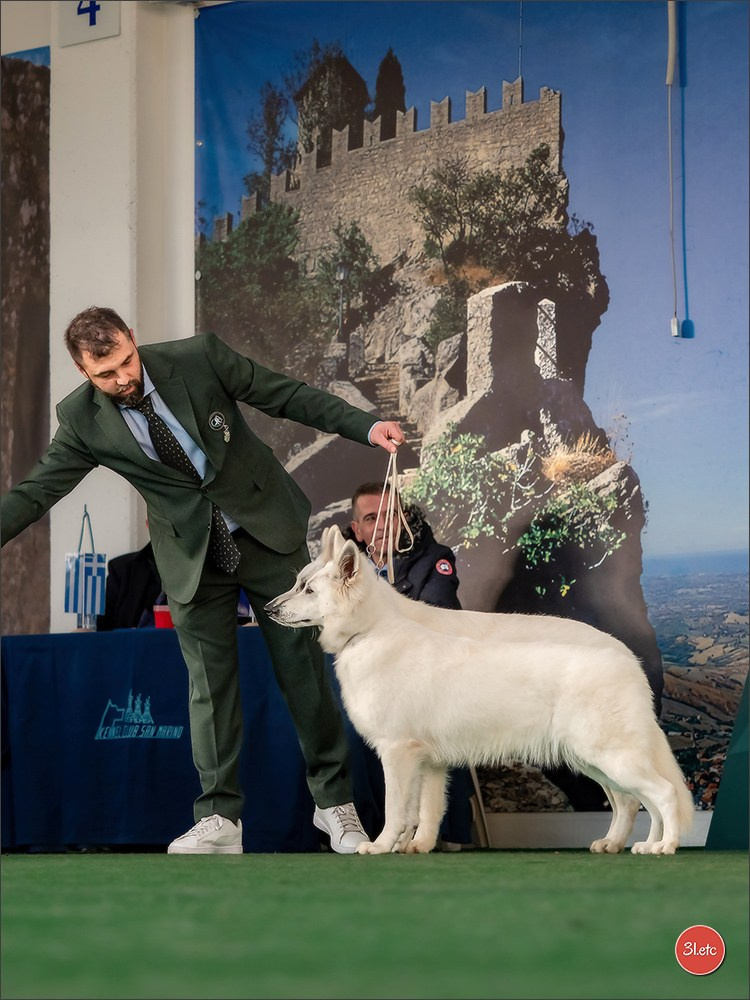 Dog Show  🇮🇹  San Marino. Photographe à Strasbourg | Portraits, Studio, Enfants, Événements