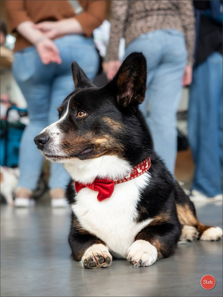 Exposition Canine à Karlsruhe 28-29/09/2024. Photographe à Strasbourg | Portraits, Studio, Enfants, Événements