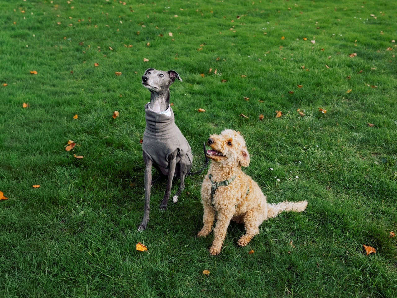 Autumn Dog Portrait Session in Rotterdam. Romantic & Soulful Photography by Natalia Olhova in Rotterdam