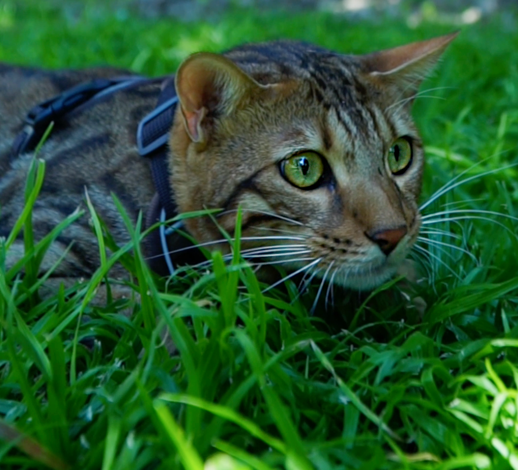 Mr Cat Home. Ellstudio film production