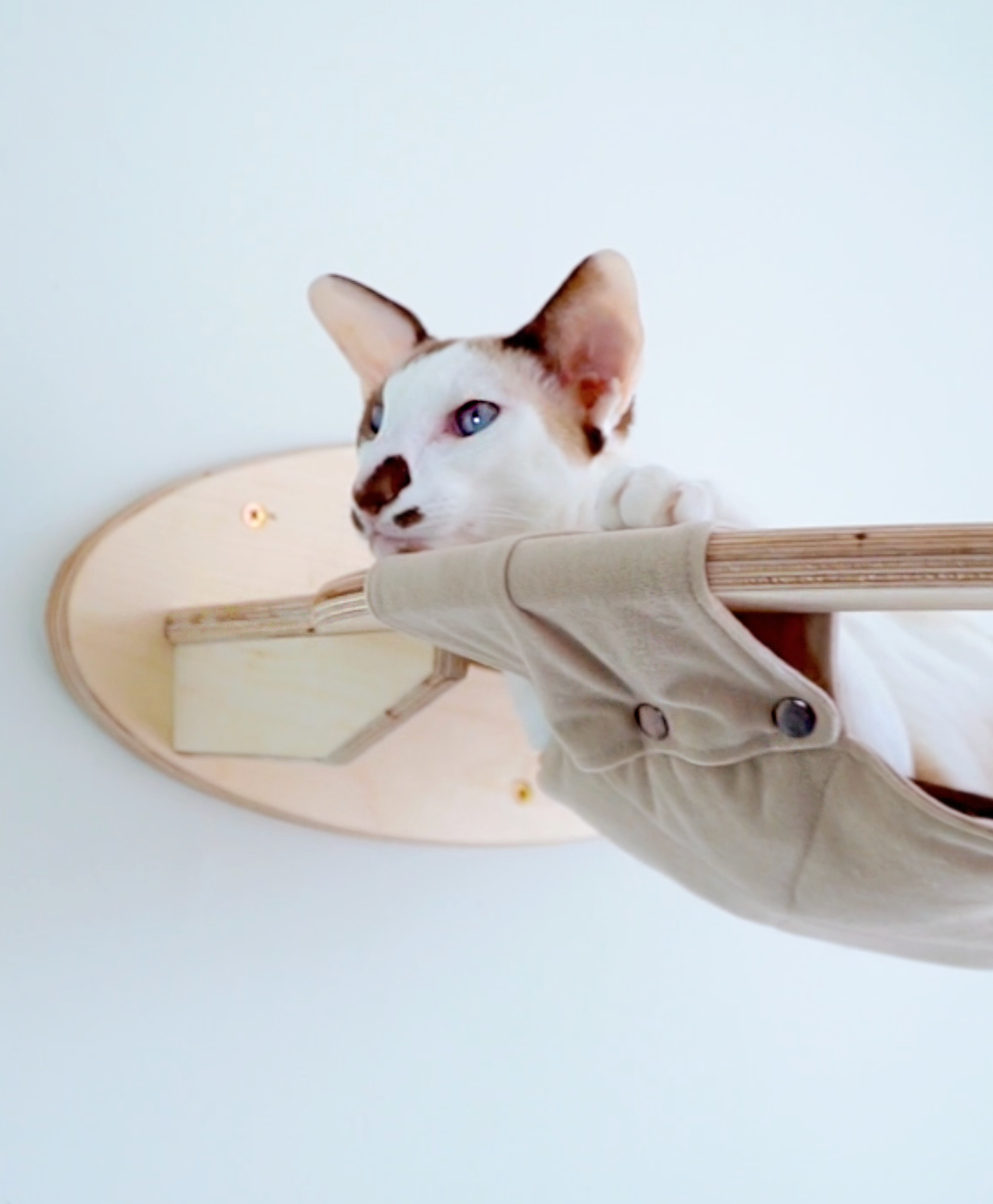 Mr Cat Home. Ellstudio film production