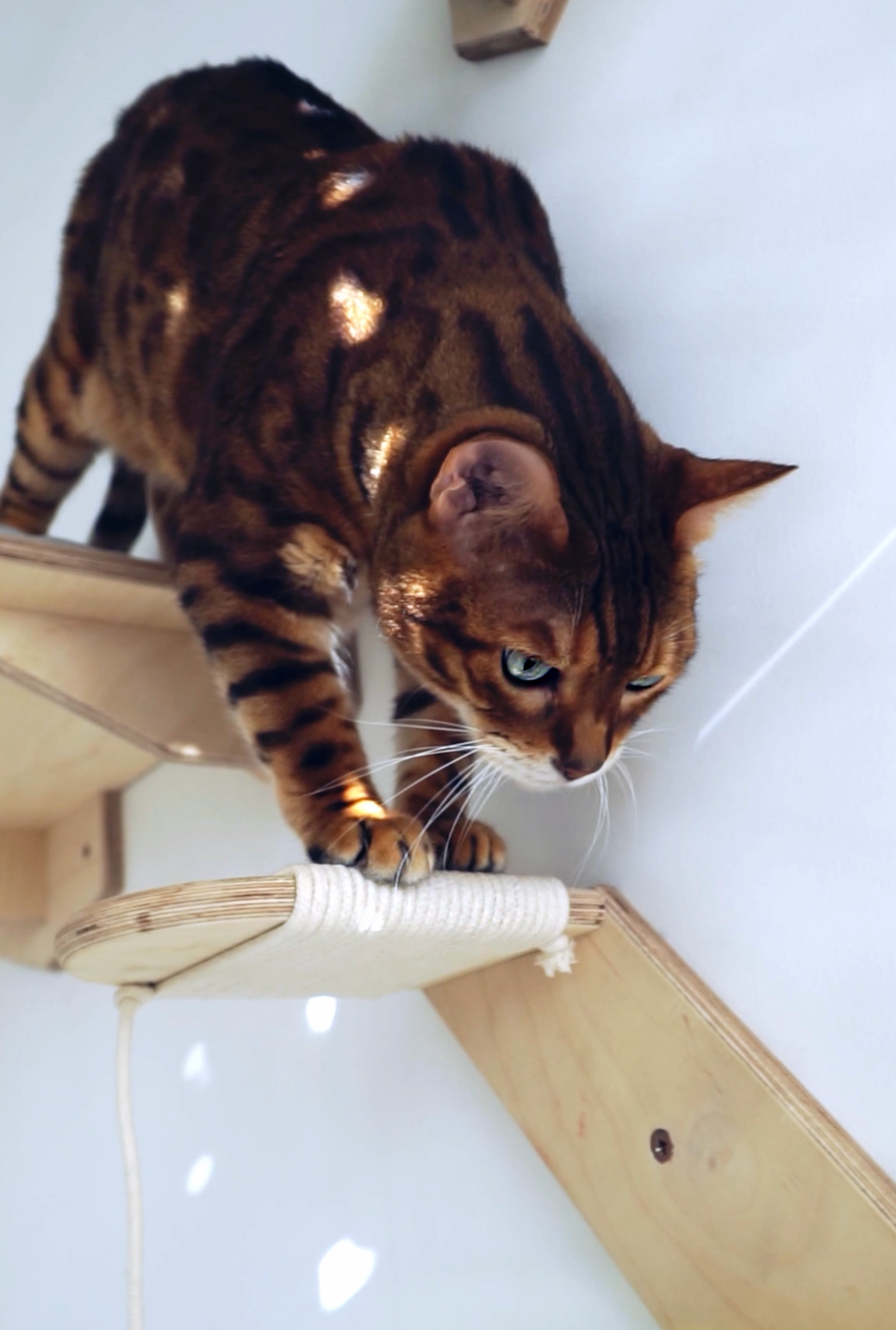 Mr Cat Home. Ellstudio film production