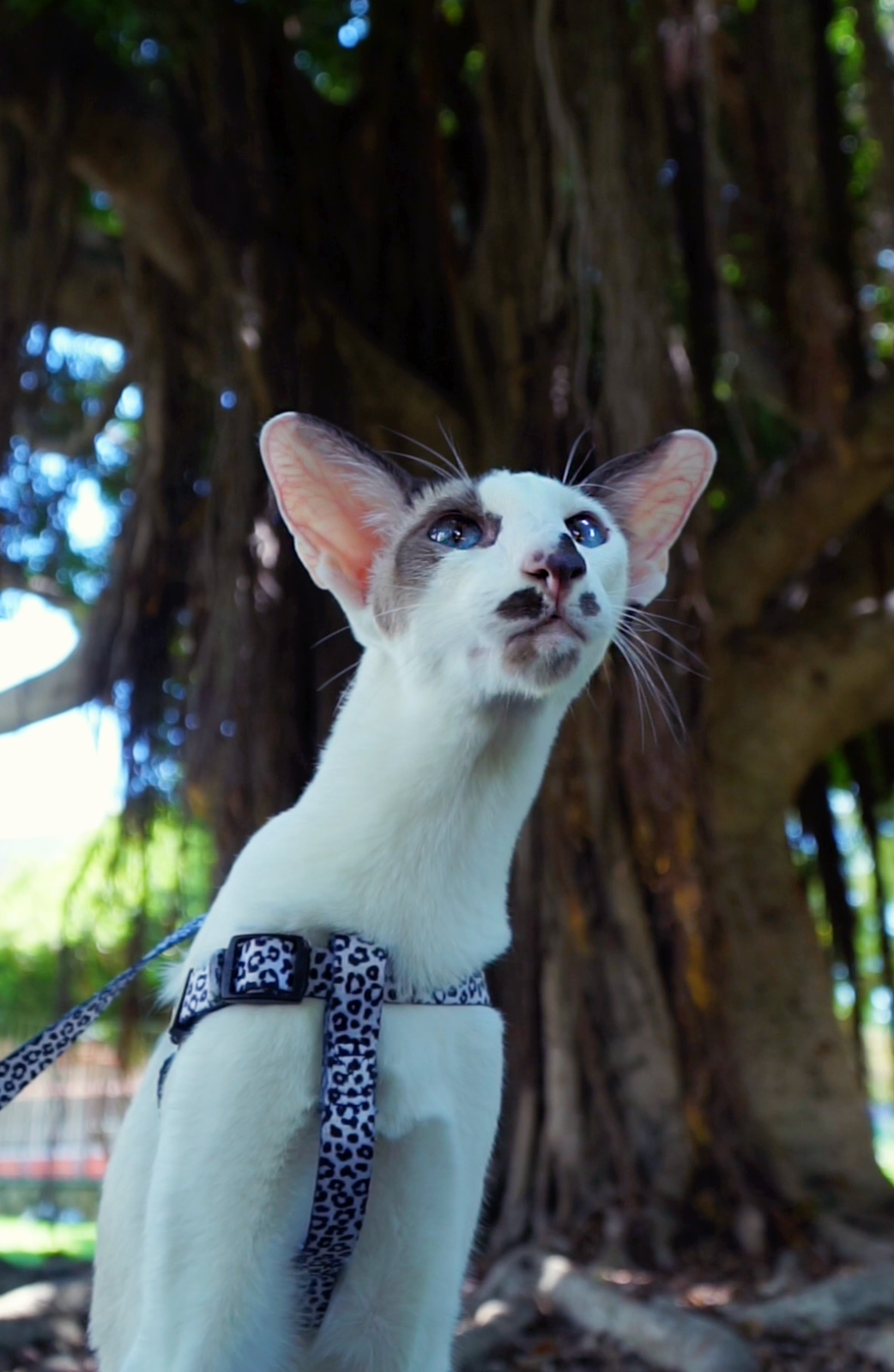 Mr Cat Home. Ellstudio film production