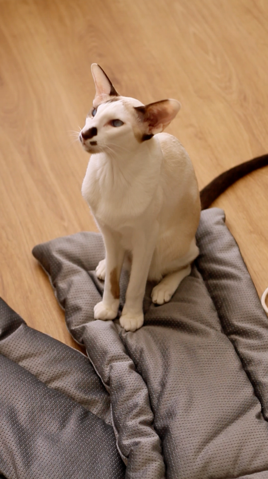 Mr Cat Home. Ellstudio film production