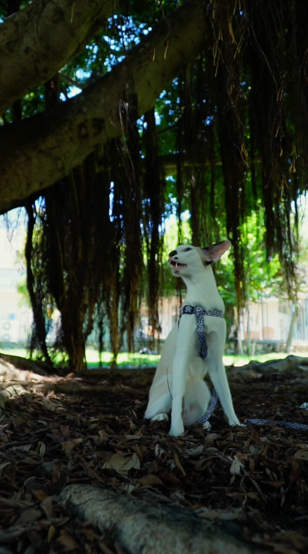 Mr Cat Home. Ellstudio film production