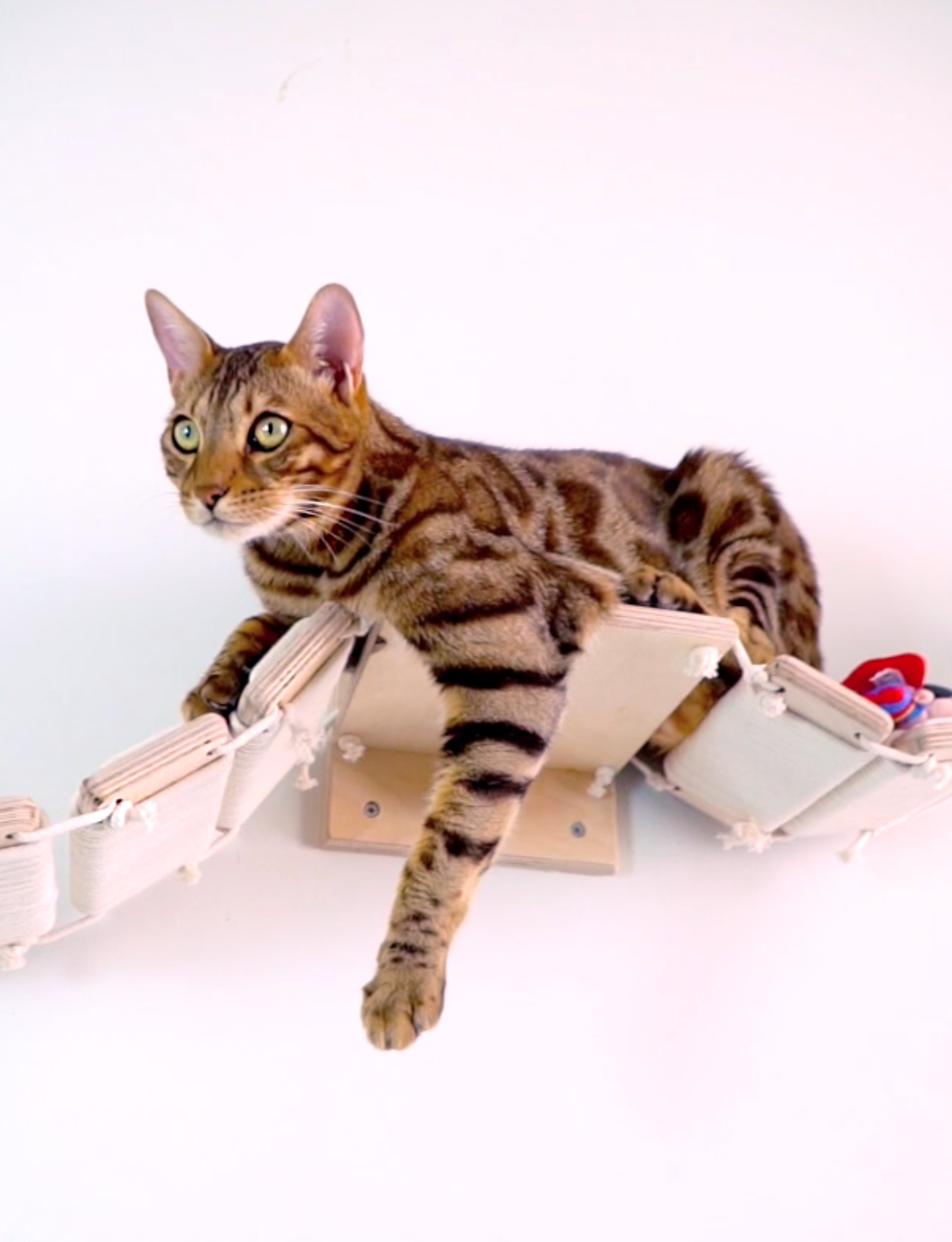 Mr Cat Home. Ellstudio film production