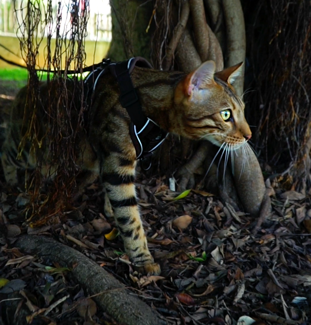 Mr Cat Home. Ellstudio film production