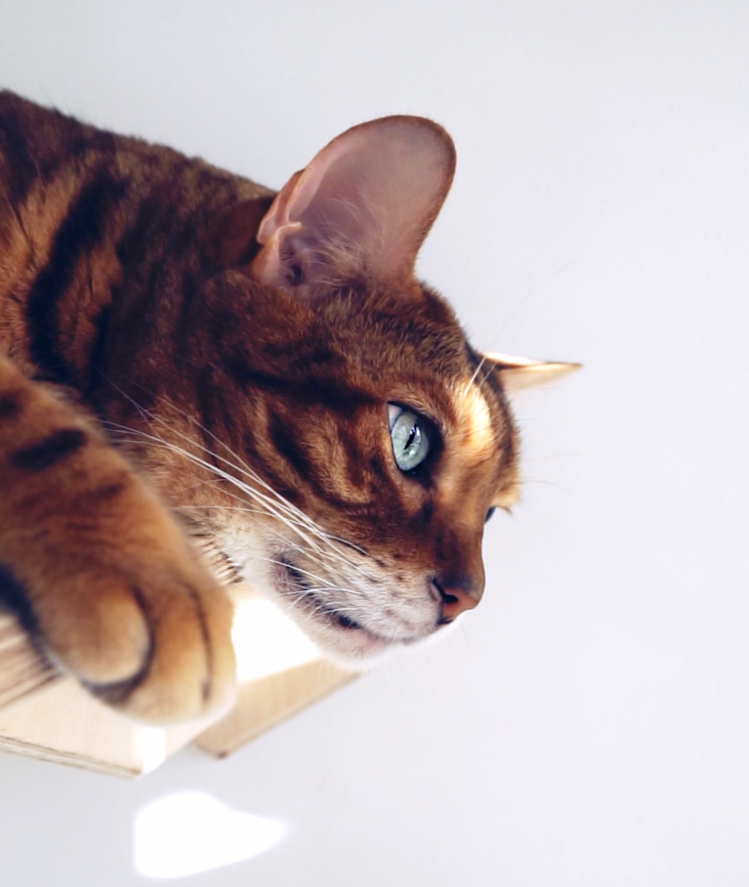 Mr Cat Home. Ellstudio film production