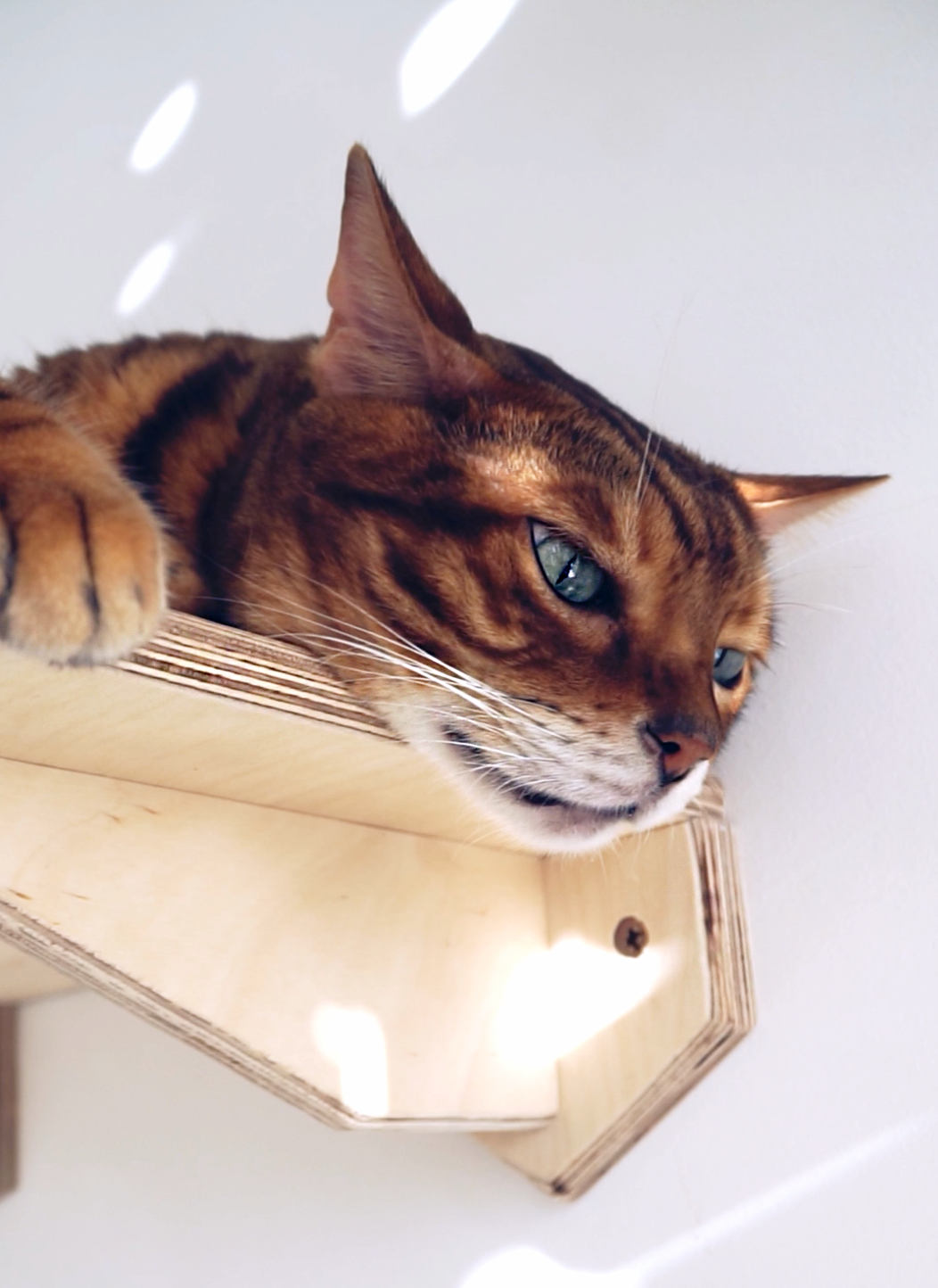 Mr Cat Home. Ellstudio film production