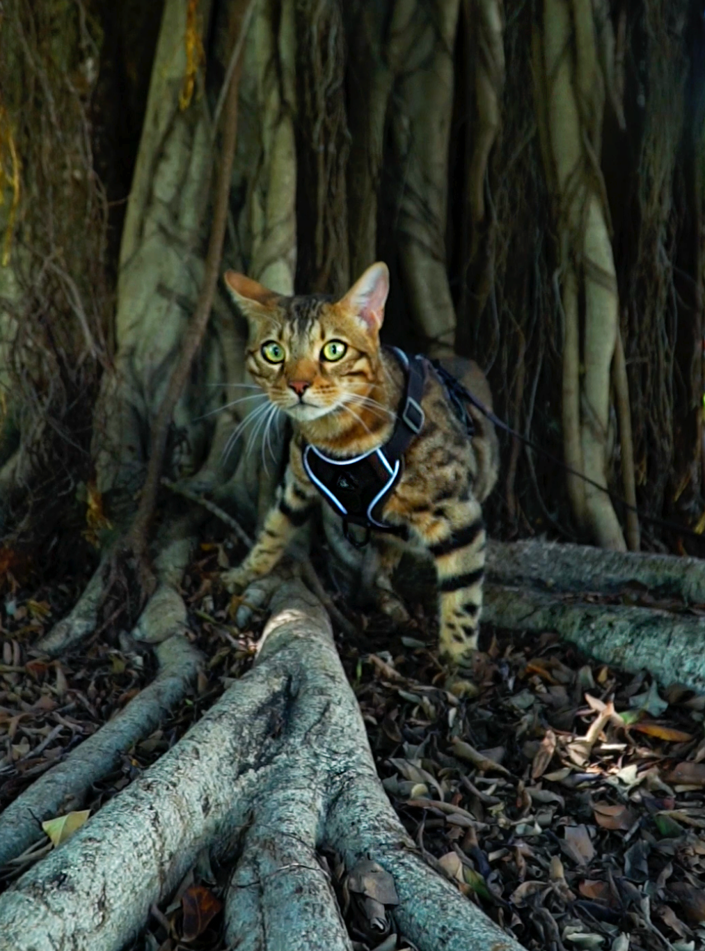 Mr Cat Home. Ellstudio film production