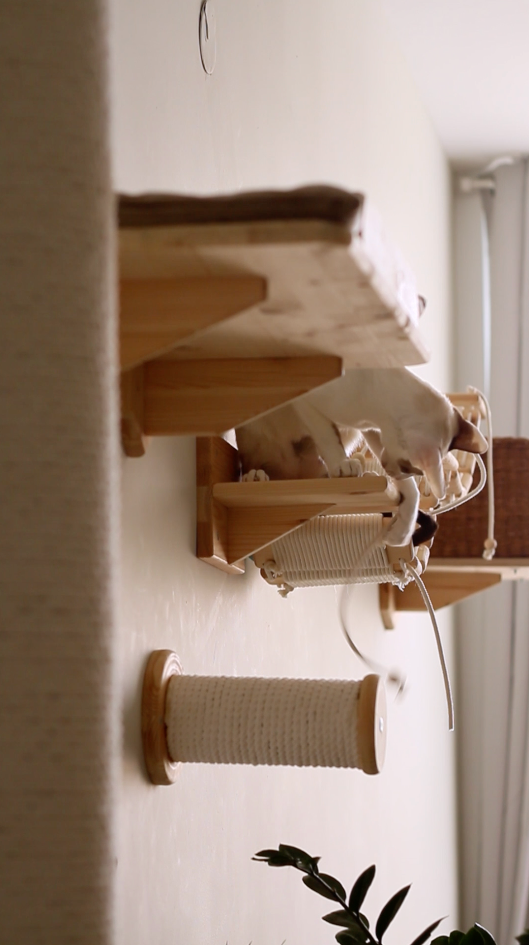 Mr Cat Home. Ellstudio film production