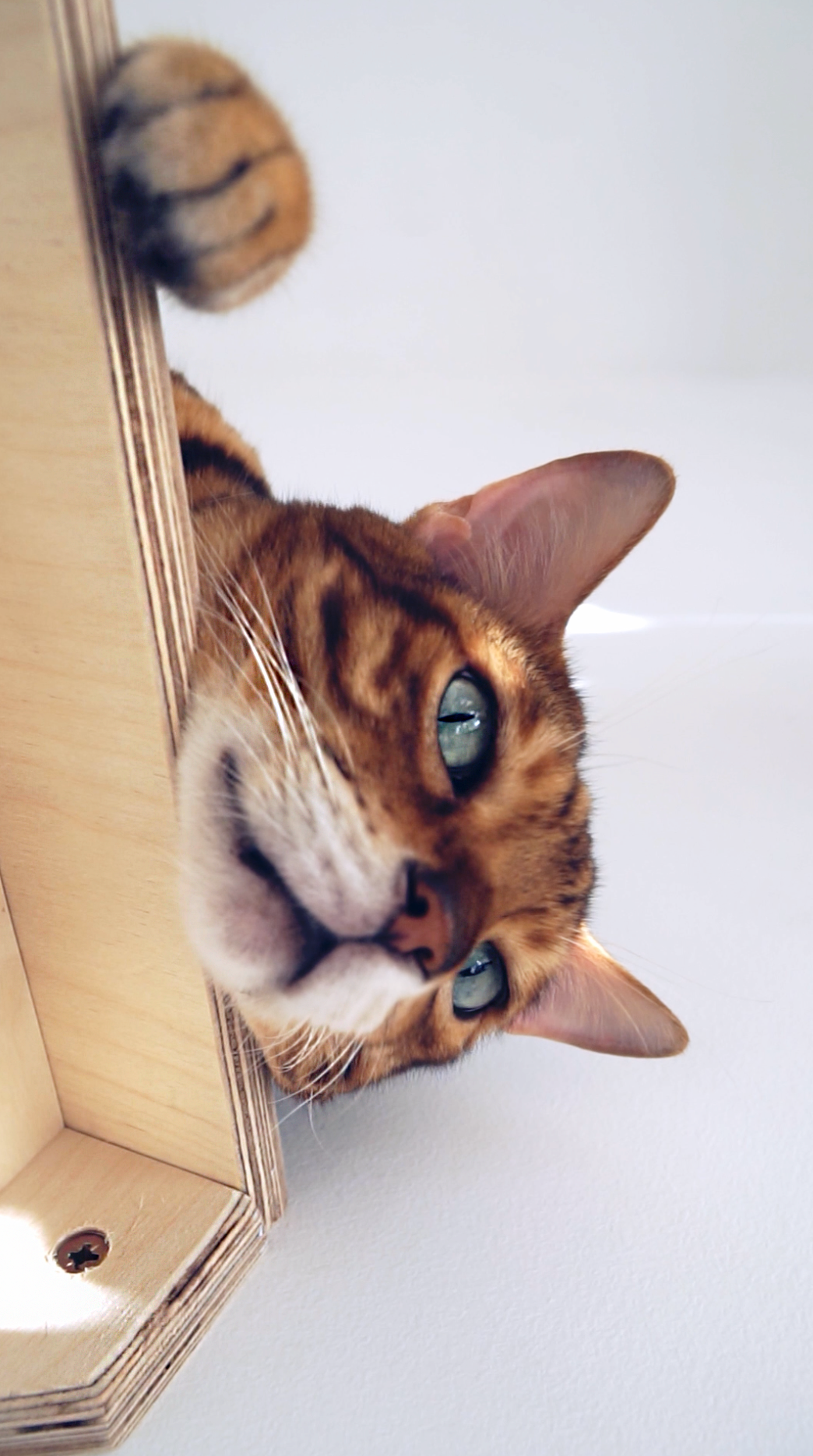 Mr Cat Home. Ellstudio film production