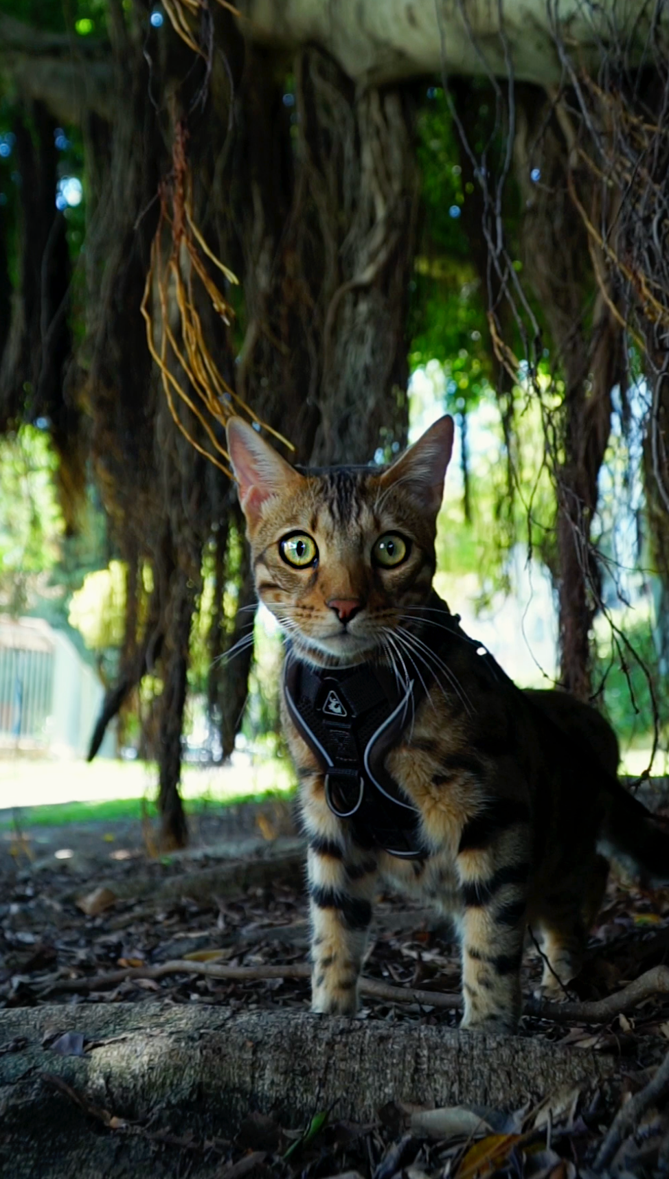 Mr Cat Home. Ellstudio film production