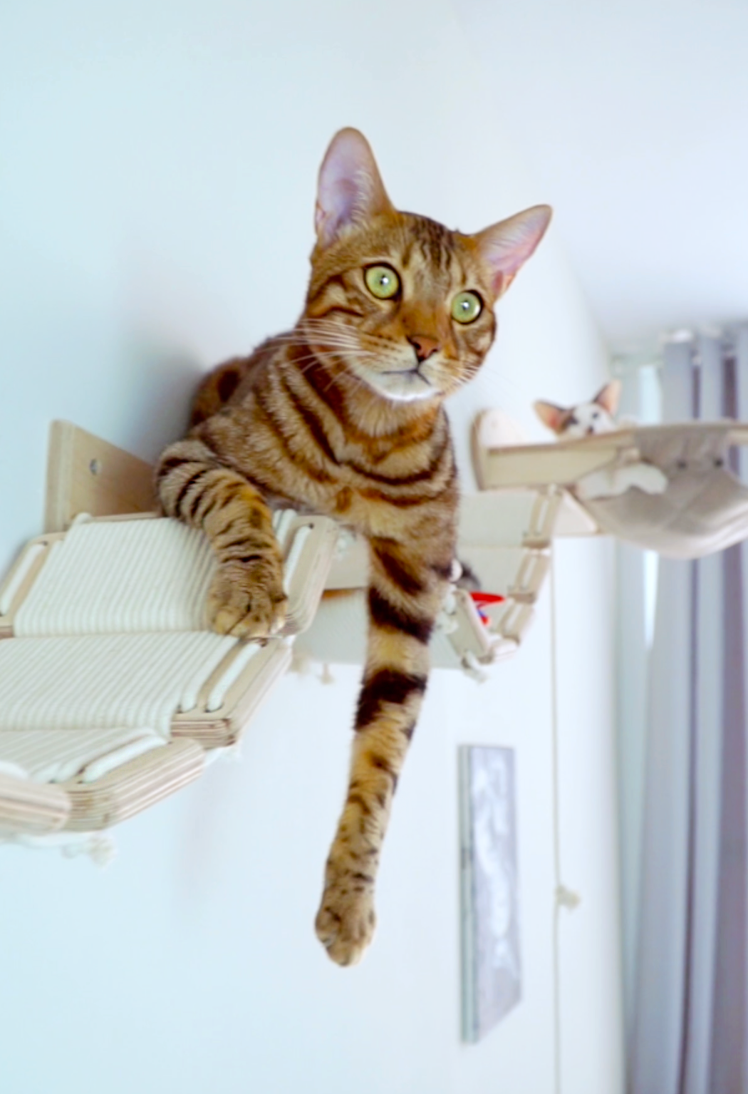 Mr Cat Home. Ellstudio film production