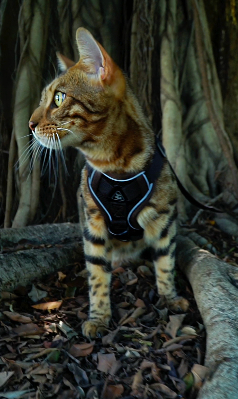 Mr Cat Home. Ellstudio film production