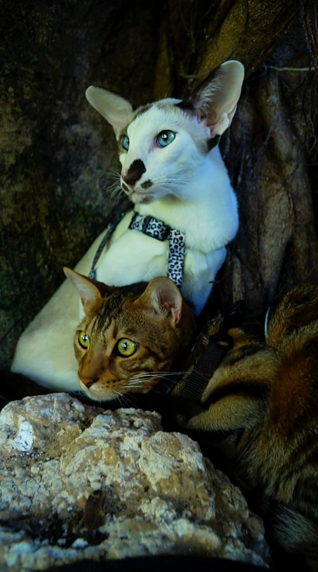 Mr Cat Home. Ellstudio film production