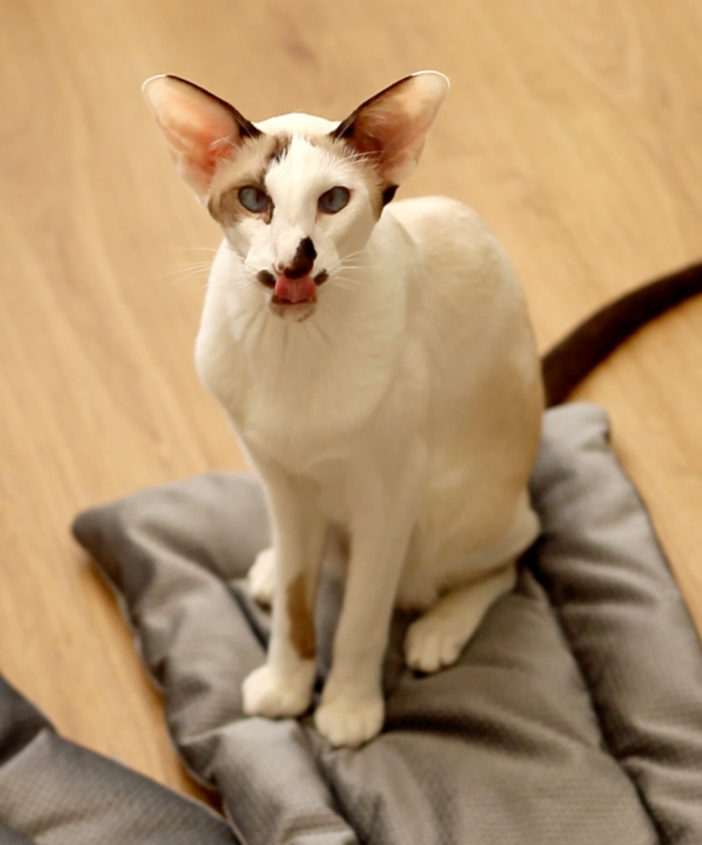 Mr Cat Home. Ellstudio film production