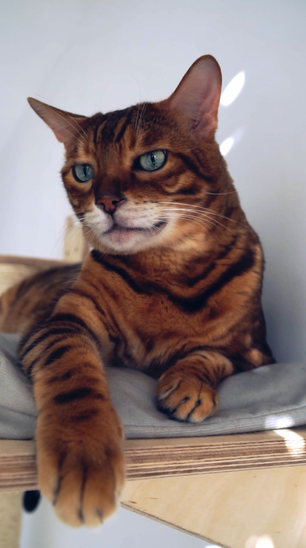 Mr Cat Home. Ellstudio film production