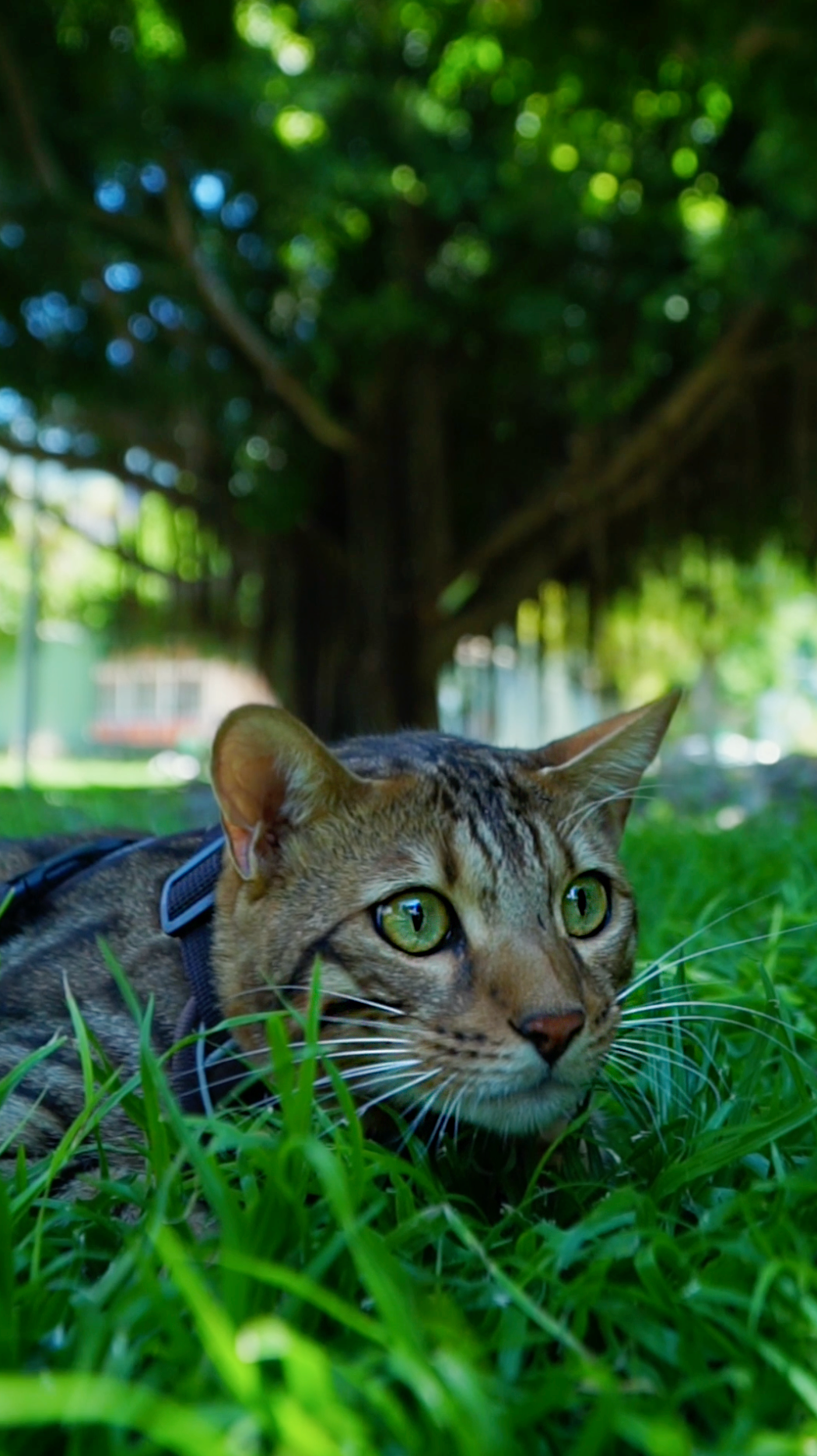 Mr Cat Home. Ellstudio film production