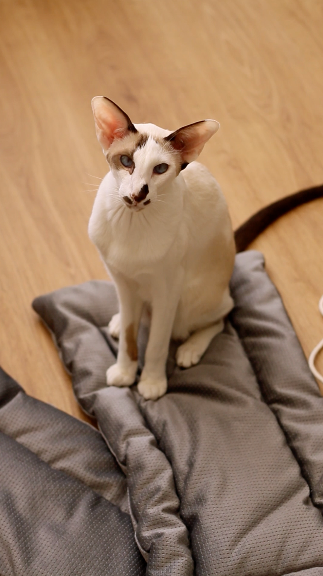 Mr Cat Home. Ellstudio film production