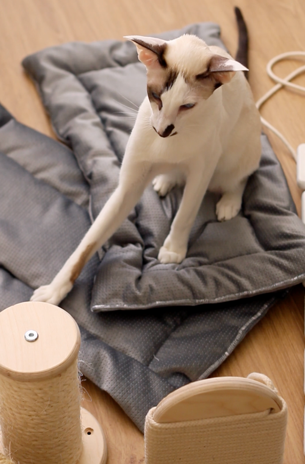 Mr Cat Home. Ellstudio film production