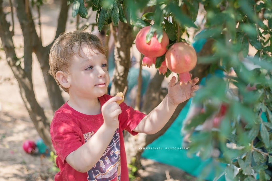אלבום רימון אדום. אנה ביטייב, צלמת, שוהם, Anna Bityaev Photography