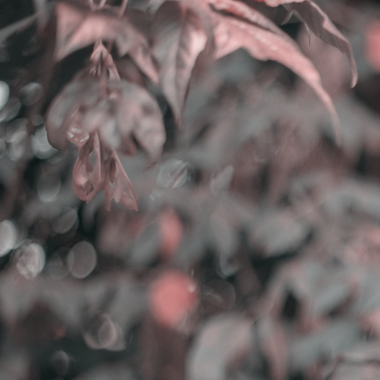 365 צילומי בת מצווה. אנה ביטייב, צלמת, שוהם, Anna Bityaev Photography