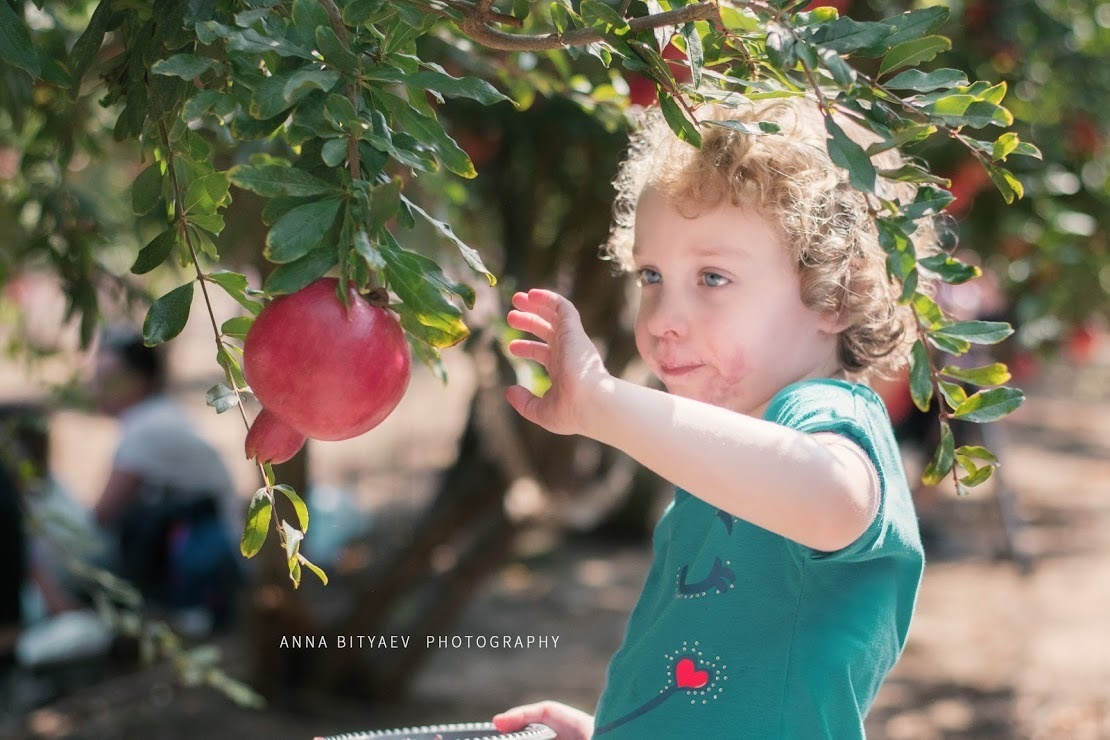 אלבום רימון אדום. אנה ביטייב, צלמת, שוהם, Anna Bityaev Photography