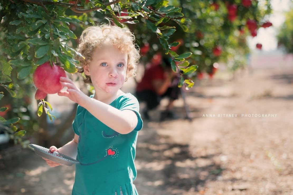 אלבום רימון אדום. אנה ביטייב, צלמת, שוהם, Anna Bityaev Photography