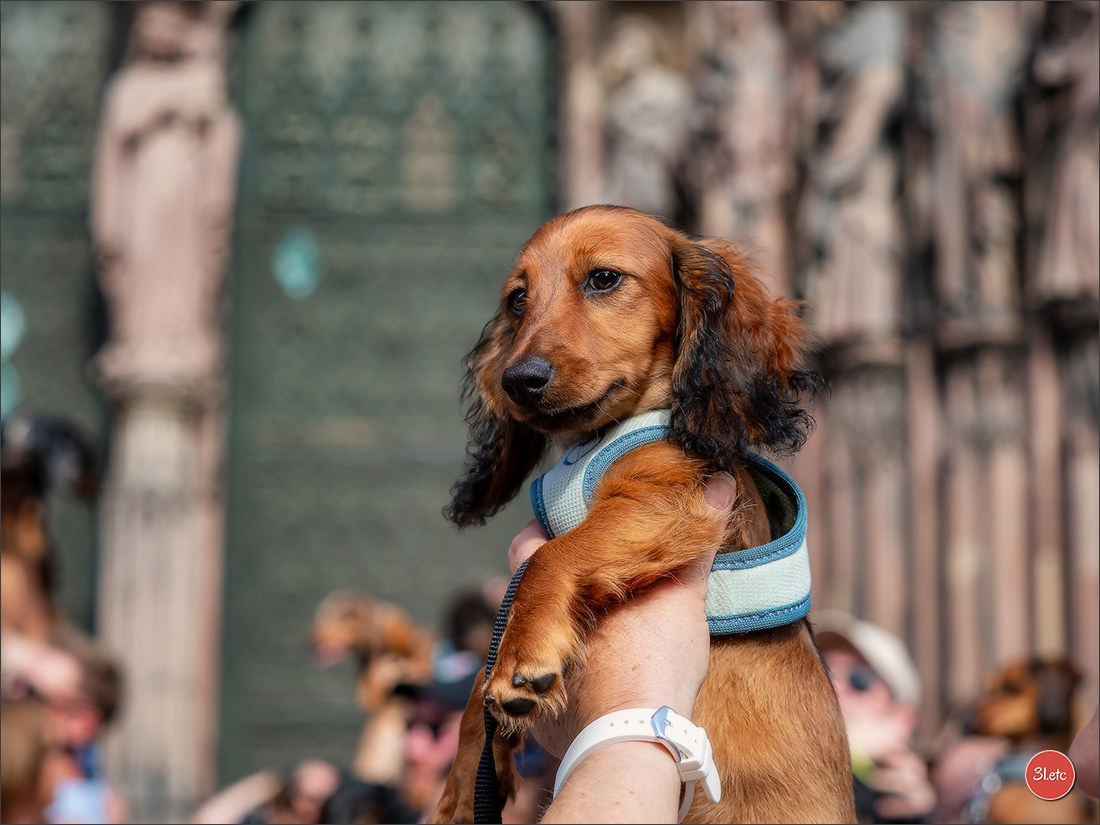 Teckels Parade Strasbourgeoise  Vous pouvez voir le galerie de photos. Photographe à Strasbourg | Portraits, Studio, Enfants, Événements