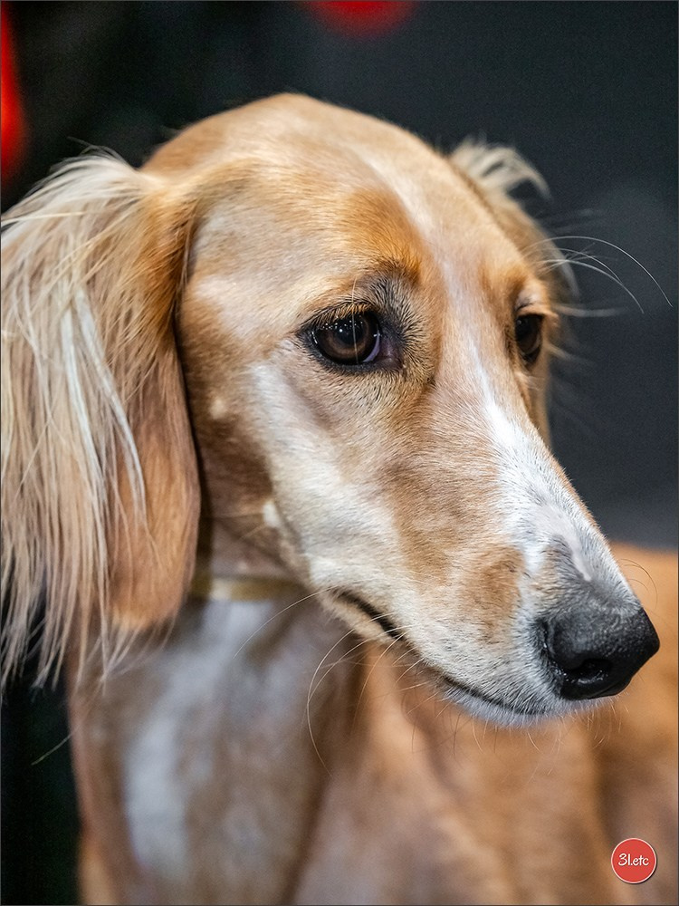 🇩🇪 Offenburg International Dogshow 15-16.03.25 🇩🇪. Photographe à Strasbourg | Portraits, Studio, Enfants, Événements