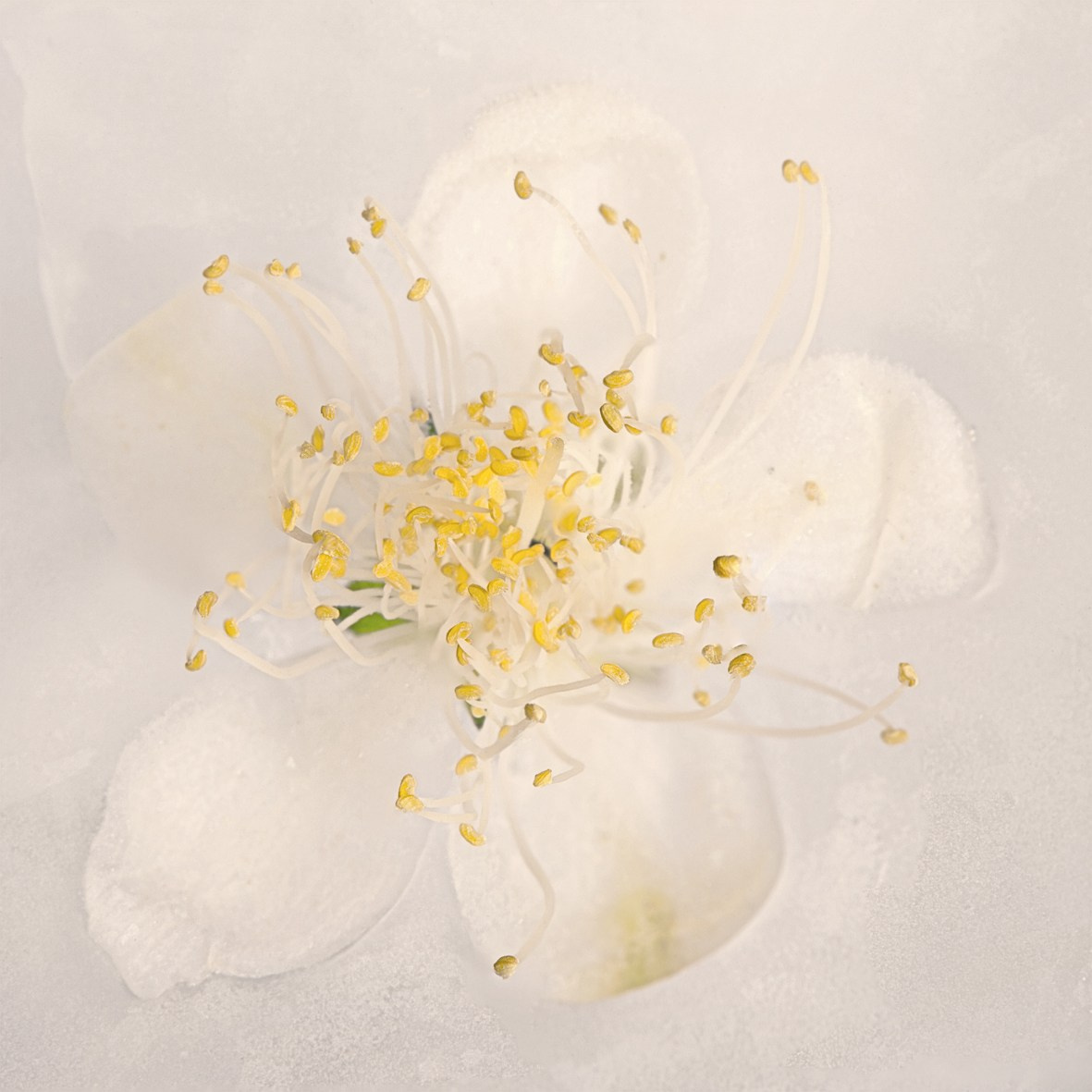 ALL RIGHTS RESERVED All images can be printed in 100 x 100 cm and 100 x 150 cm formats on the best fine art media. Other formats are available upon request. For further information, please contact the links on the main page of the site.