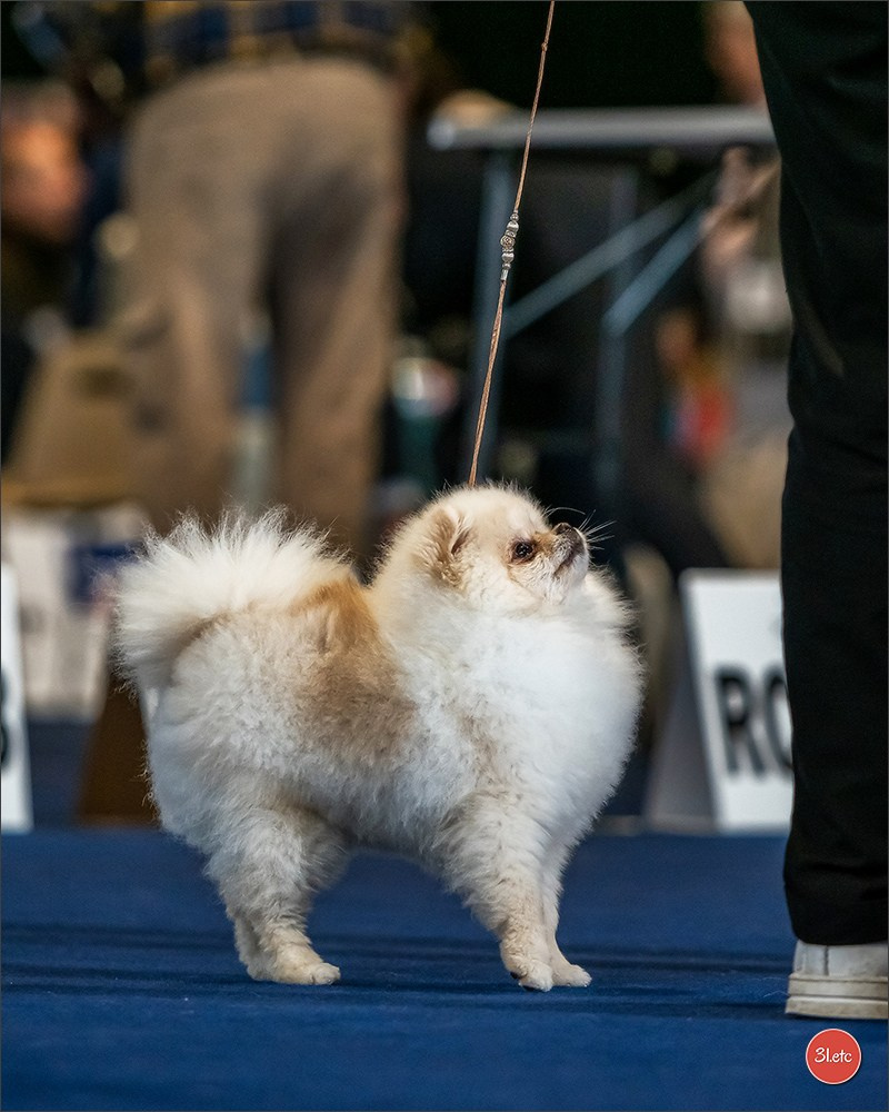 Expositions canines des 6 & 7 avril 2024 NDS Mulhouse, France. Photographe à Strasbourg | Portraits, Studio, Enfants, Événements