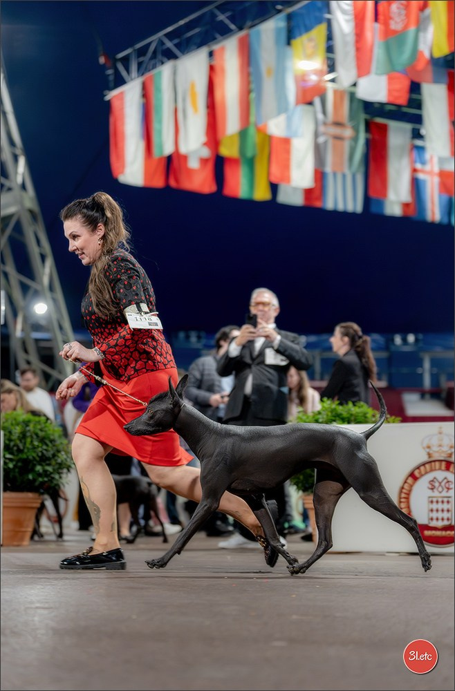 Expo canine 🇲🇨 Monaco 9-10/05/2026. Photographe à Strasbourg | Les animaux, Portraits, Studio, Événements