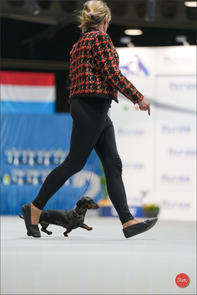 🇱🇺 LUXEMBOURG 🇱🇺 International Dog Show 4-5/04/2026. Photographe à Strasbourg | Portraits, Studio, Enfants, Événements