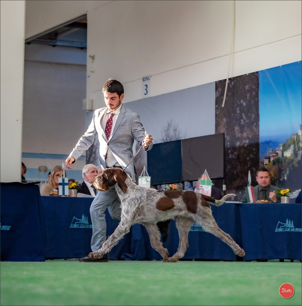 Dog Show  🇮🇹  San Marino. Photographe à Strasbourg | Portraits, Studio, Enfants, Événements