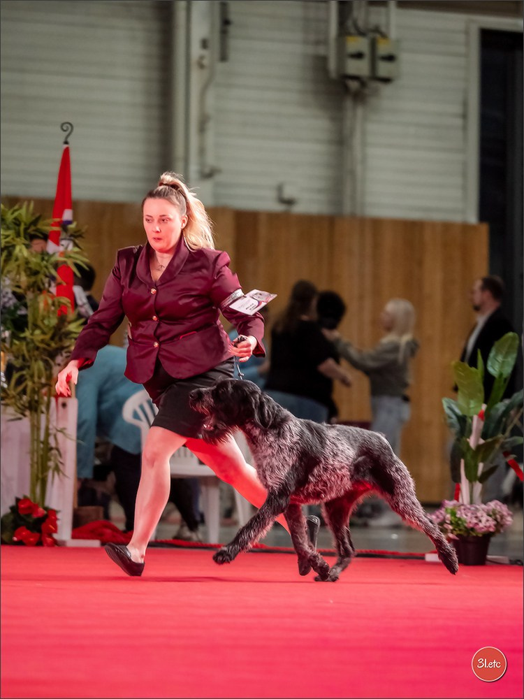 PDS  🇫🇷  Paris Dog Show  🇫🇷  Expo canine  10-11/01/2026. Photographe à Strasbourg | Portraits, Studio, Enfants, Événements