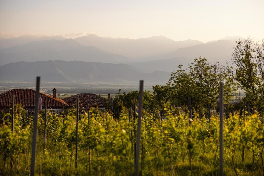 Schuchmann Wines Château, Villas & SPA. Главная