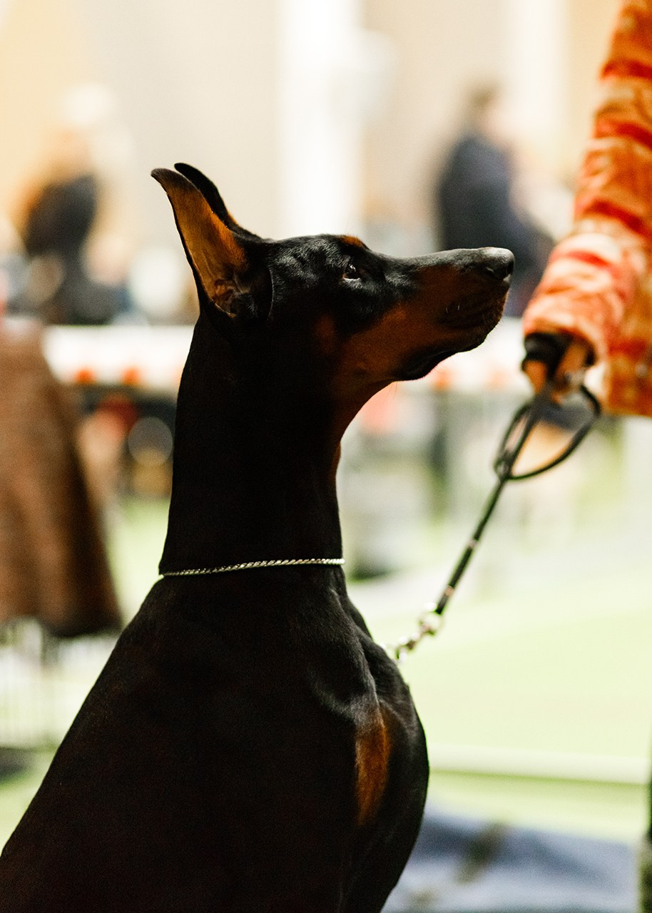 Grodno dog show. Kaja | fotograf we Wrocławiu | ludzie i psy