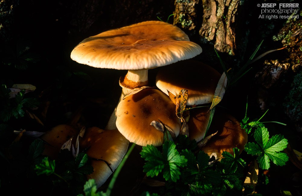 Agrocybe Aegerita