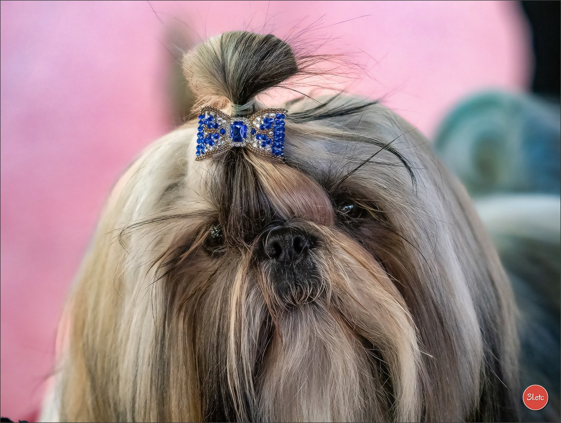 🇫🇷  Perpignan Dog Show  🇫🇷  Expo canine  17-18/01/2026. Photographe à Strasbourg | Portraits, Studio, Enfants, Événements